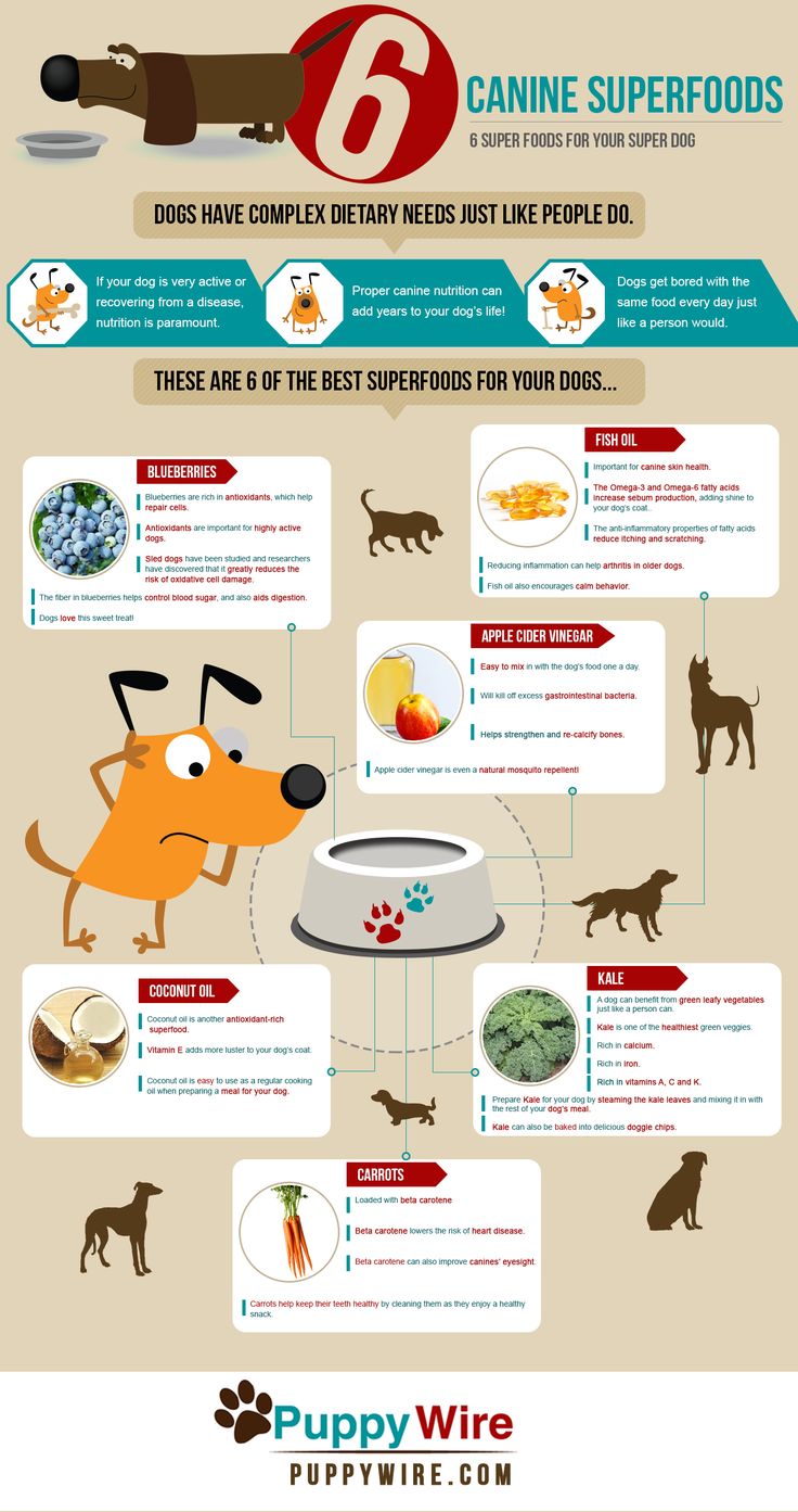 6 Superfoods That'll Keep Your Dog Healthy And Happy [Infographic