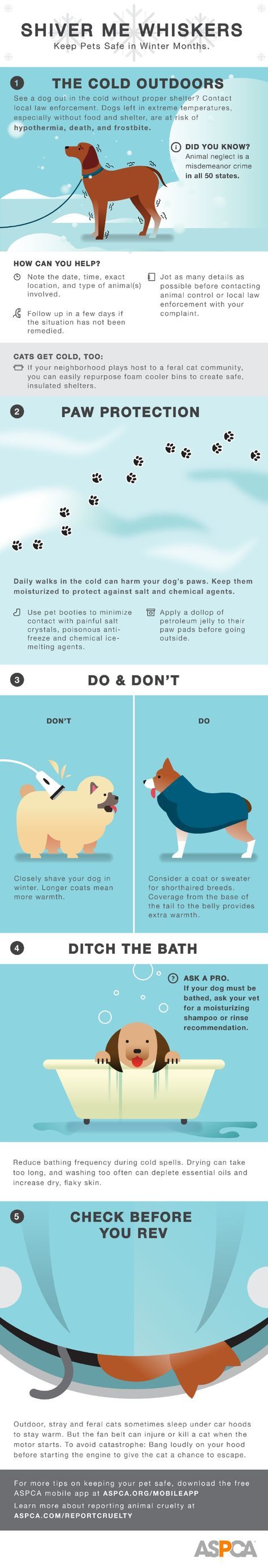 Fido, it's Cold Outside [Infographic