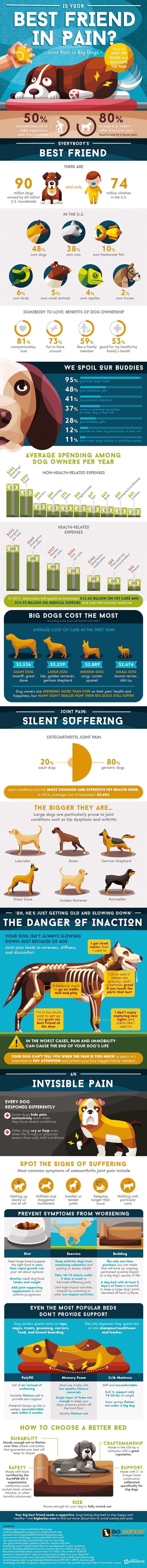 Why Joint Pain Causes Suffering In Our Furry Friends And How To Help [Infographic
