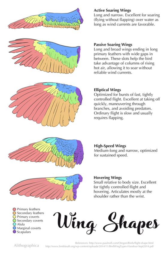Visual A guide to wing shapes Infographic.tv Number one