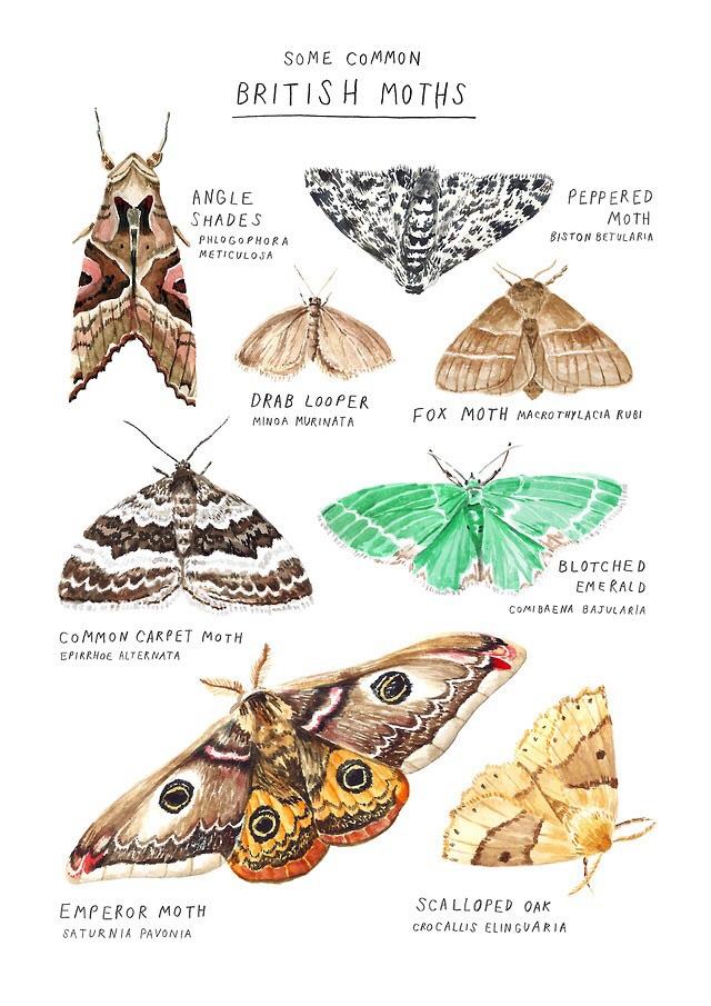 Visual Common British Moths (credit/link in description