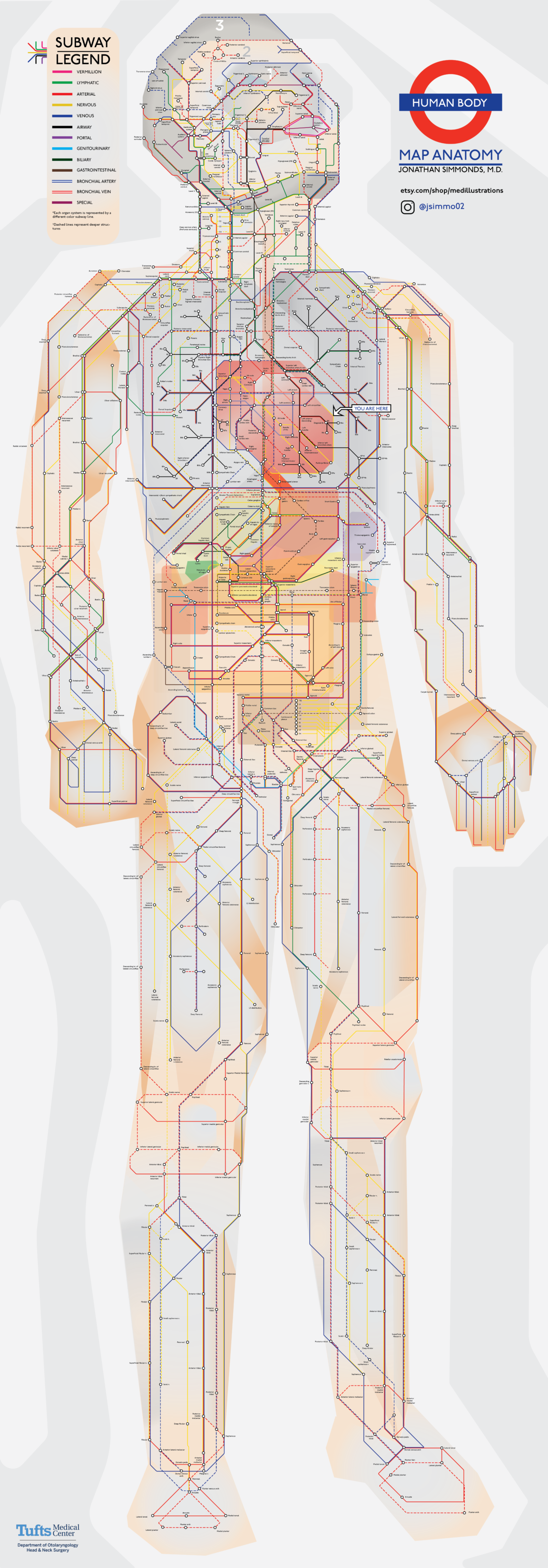 Visual : Detailed anatomy of the human body illustrated in the style of ...