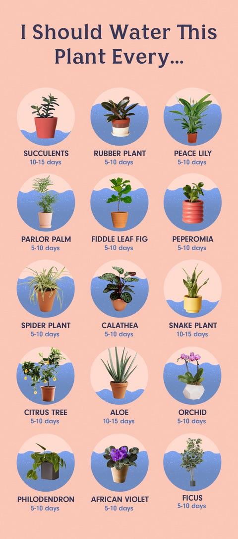 Visual : When to water your plants - Infographic.tv - Number one ...