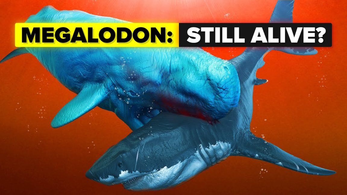 Video Infographic : Does The Megalodon Shark Still Live? - Infographic ...