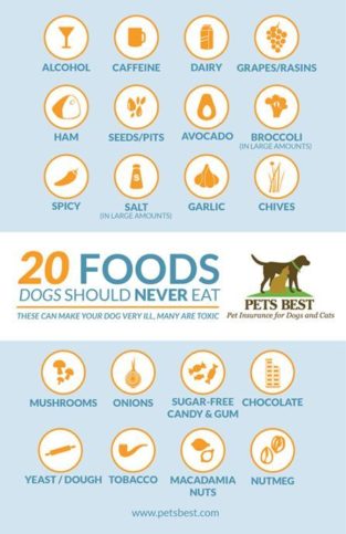Data Chart : 20 Foods Dogs Should Never Eat – Infographic.tv – Number