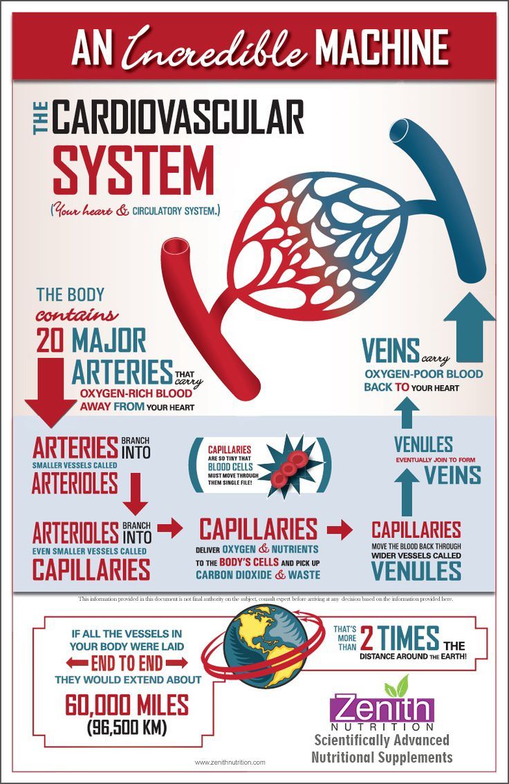 An Incredible Machine - The Cardiovascular System. More about Arteries and Veins. The body contains 20 major arteries. Best supplements from Zenith Nutrition. Health Supplements. Nutritional Supplements. Health Infographics
