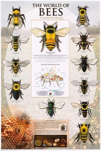 An amazing infographic poster that takes you into the World of Bees! Perfect for classrooms, beekeepers, and fans of Honey. Fully licensed. Ships fast. 24x36 in