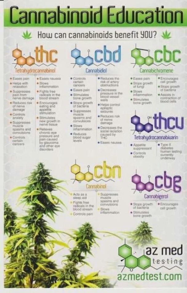 Data Chart : Cannabinoid Education Infographic: What Are Cannabinoids ...