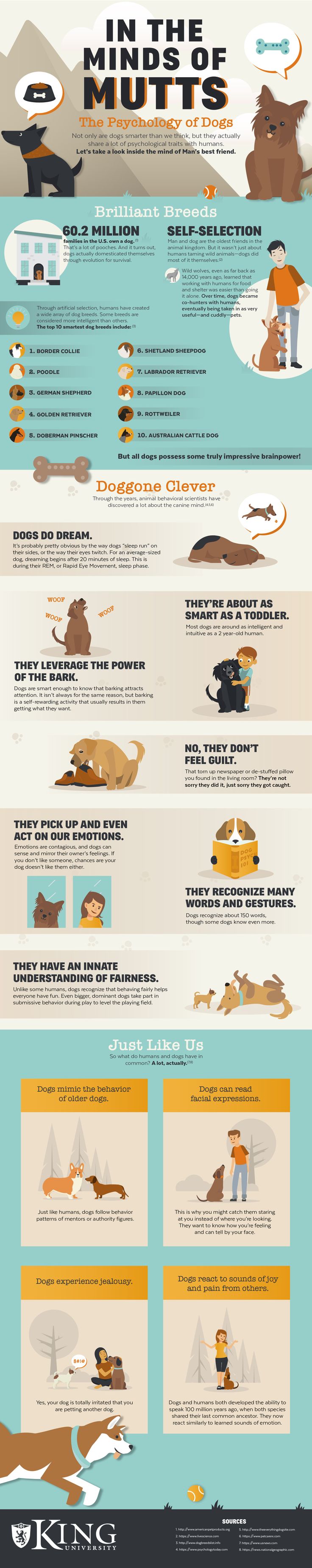 Dog Psychology 101: What Fido Is Actually Thinking [Infographic