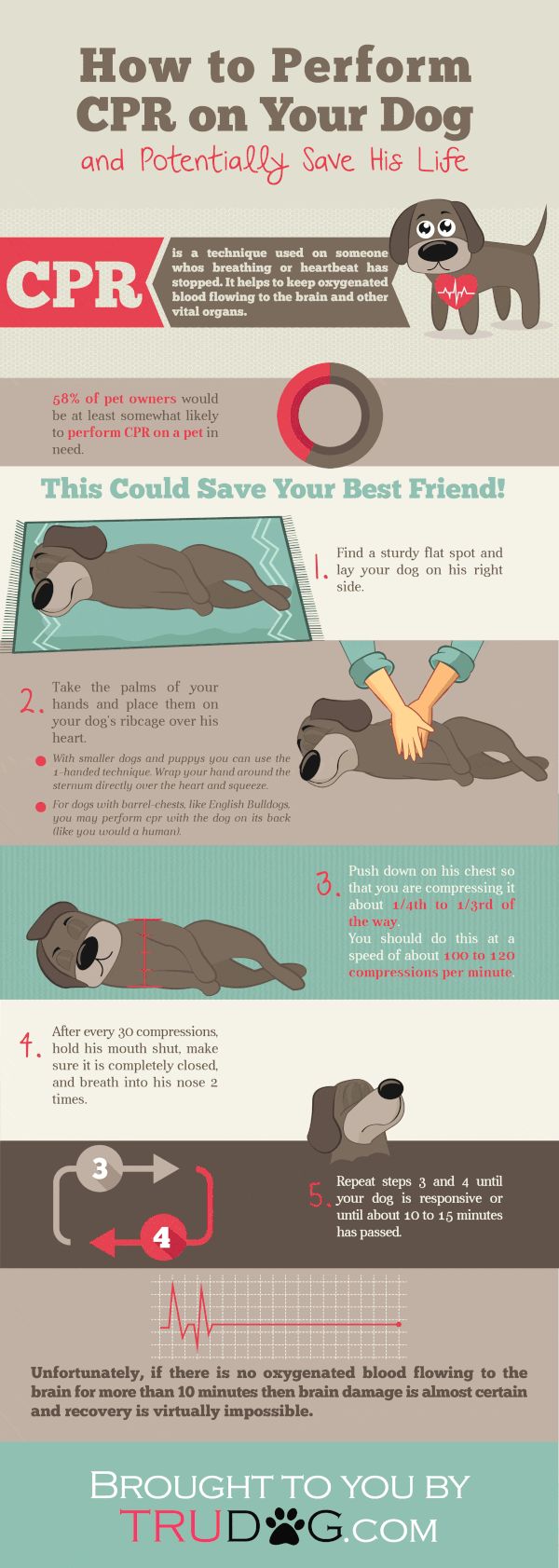 Dog Cpr Chart