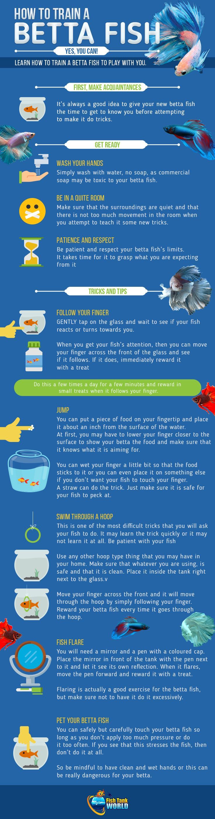 Data Chart How To Train A Betta Fish Yes It Can Be Done Infographic Tv Number One Infographics Data Data Visualization Source