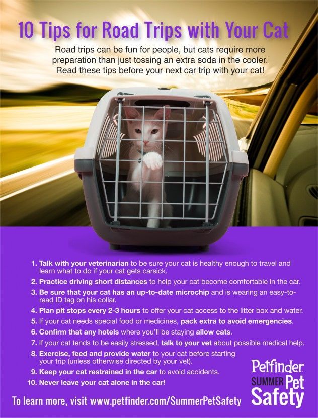 Infographic: 10 Tips for Road Trips with Your Cat