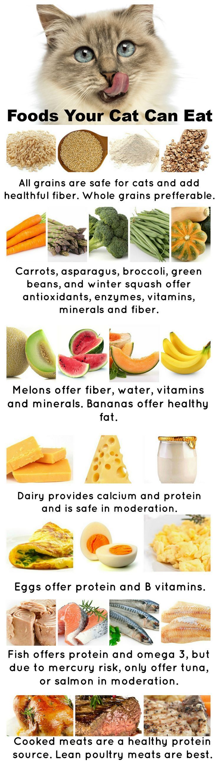 Safe, Healthy People Foods Your Cat Can Eat: ATTENTION: This blog is not meant to be a guide to a cat's primary diet. Some human foods are not safe to feed your cat, even in small amounts. This blog is guide to foods cats can eat in small amounts, as a fun, once-in-awhile treat, safely.