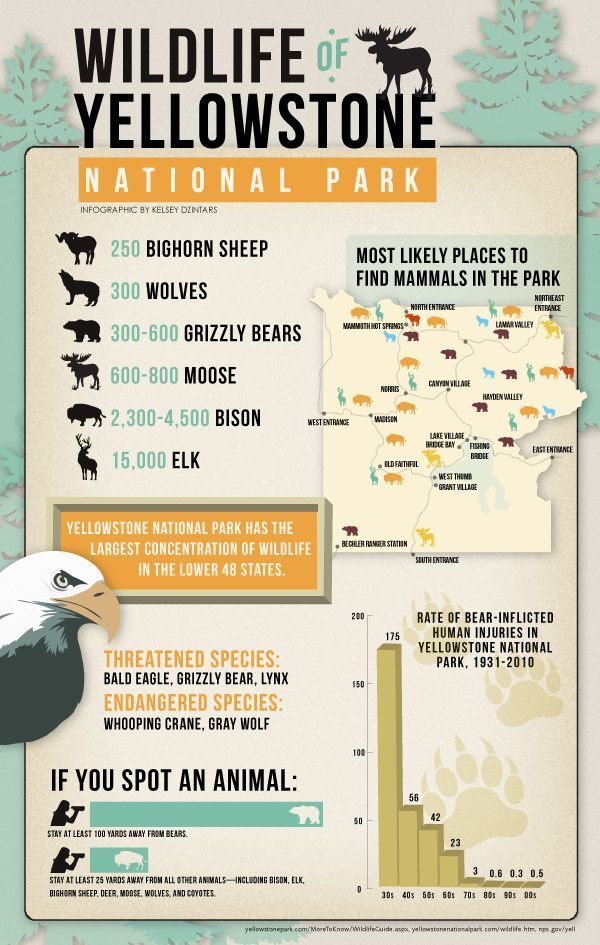 Yellowstone #nationalpark wildlife infographic (January for wolves, elk, bison, antelope, ravens)definitely want to go again. :)