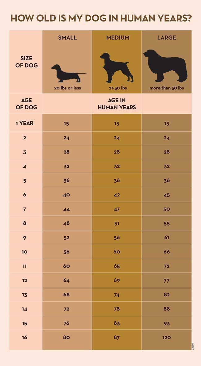 Data Chart : Your Dog's Age In Human Years: A Conversion ...