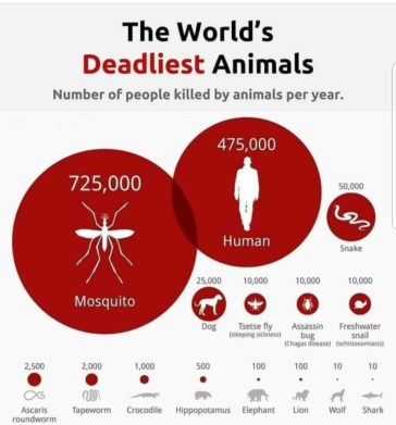 Infographic : World most deadly animals - Infographic.tv - Number one ...