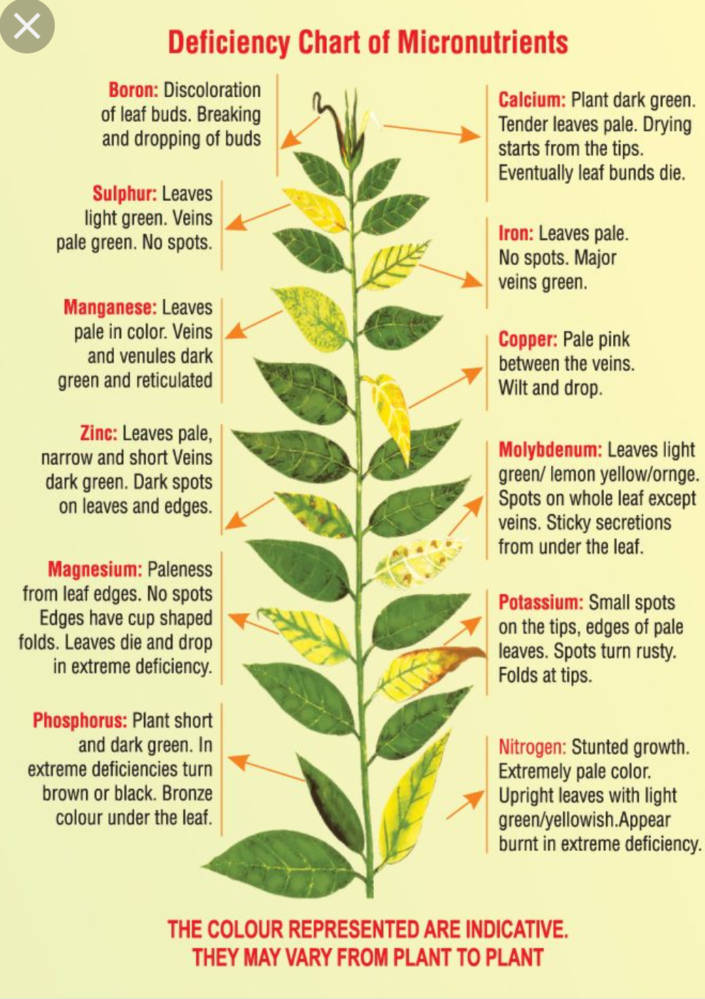 Visual : Deficiency chart of micronutrients in plants. - Infographic.tv