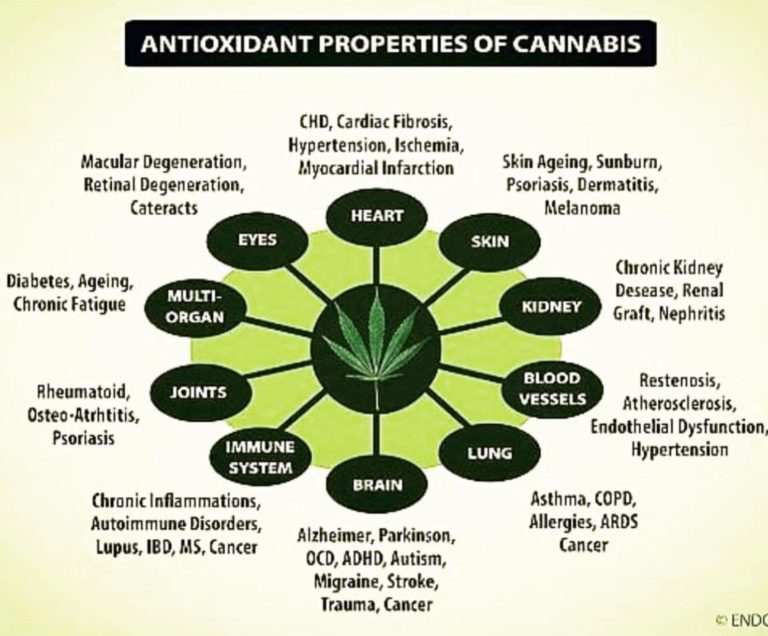 Visual Guide on the antioxidant properties of cannabis Infographic