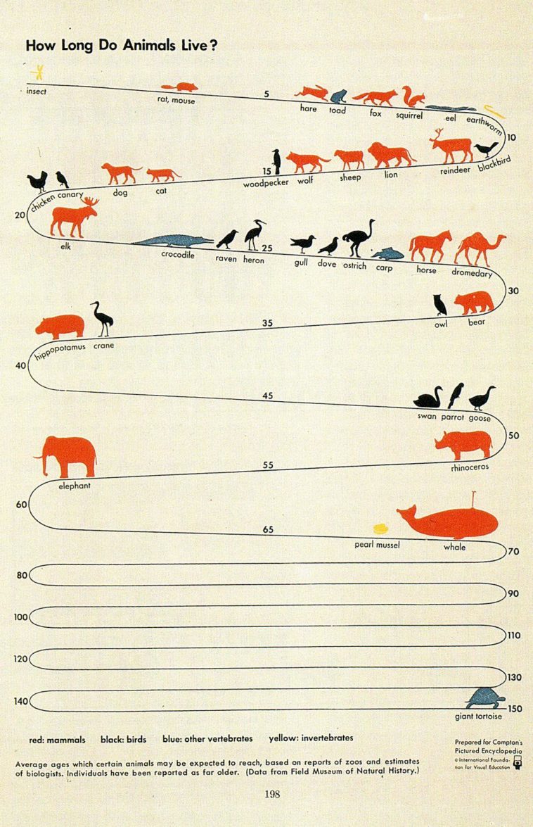 Visual : How long do Animals live? - Infographic.tv - Number one