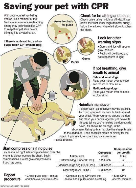 Visual How to give CPR to your pet Infographic.tv Number one infographics & data Data