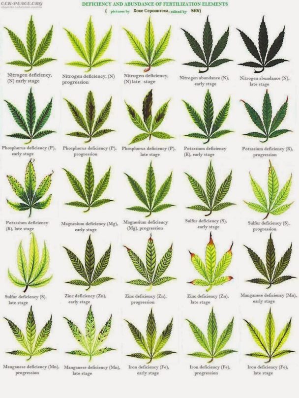 visual-marijuana-deficiency-cheat-sheet-nutes-infographic-tv