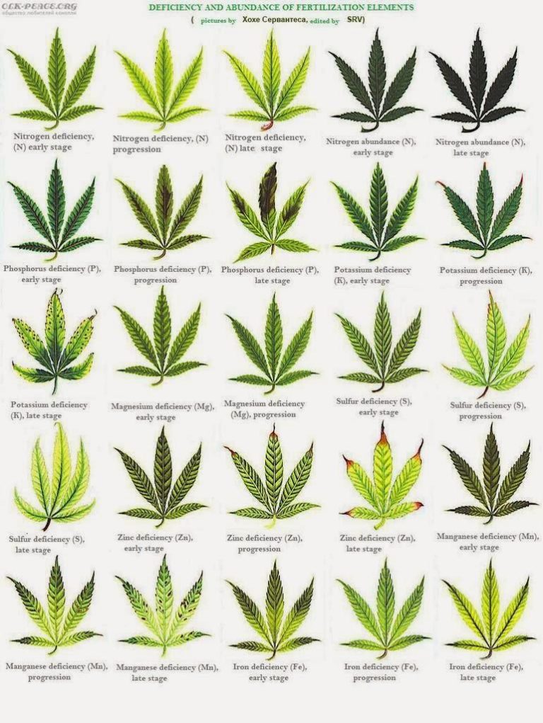 Visual Marijuana deficiency cheatsheet (nutes) Infographic.tv