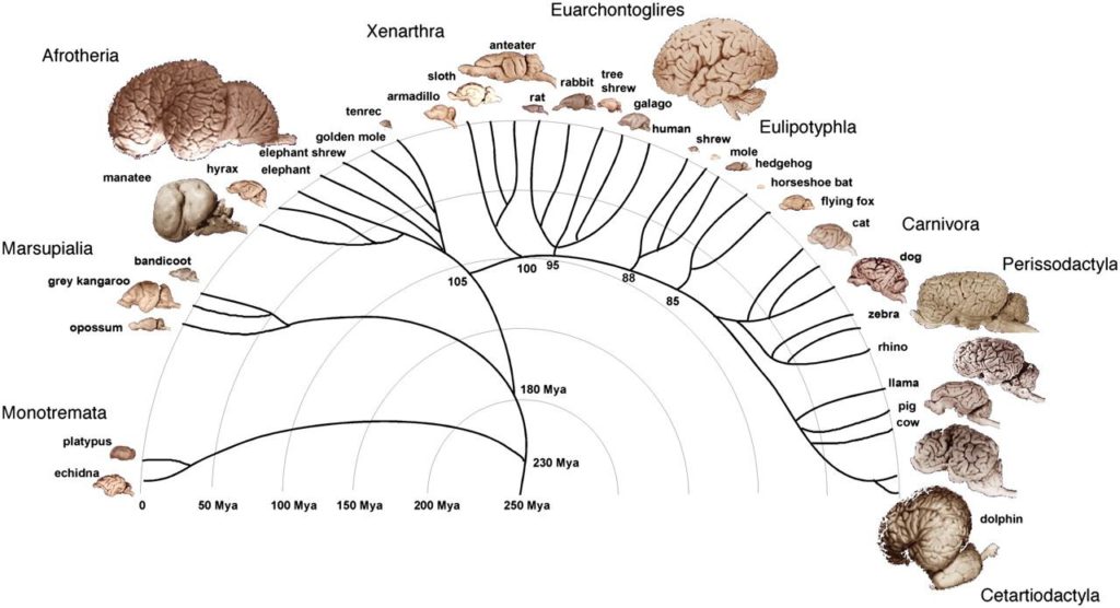 Visual : The evolution of the brain. - Infographic.tv - Number one