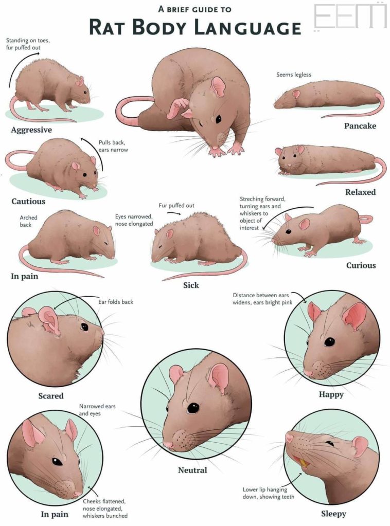 visual-body-language-of-pet-rats-infographic-tv-number-one