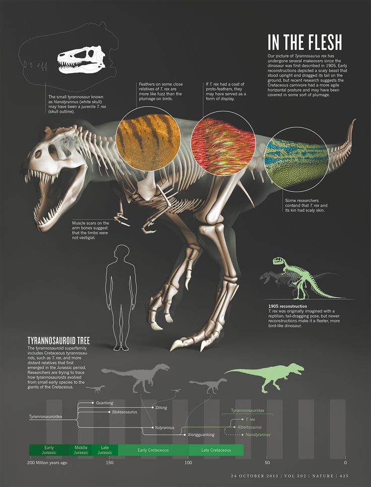 Read through today's infographic and find out something new about the T-Rex you may have never heard before! #infographic #truth #t-rex