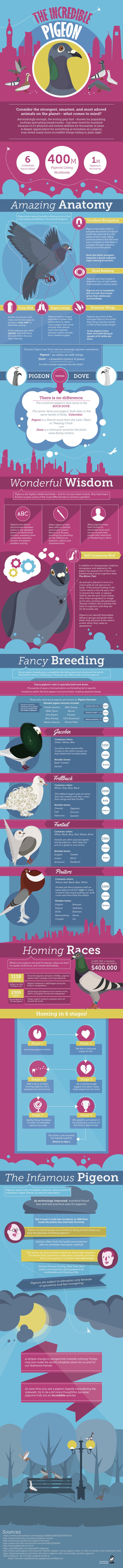 The Incredible Pigeon [Infographic