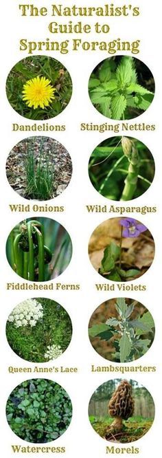 Wild edible plants, a nature guide to foraging. Easy to spot pictures #plants #foraging #infographics #infographic