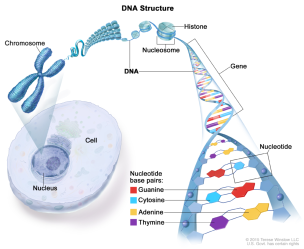 Visual : Cool Diagram Of DNA I Found While Studying – Infographic.tv ...