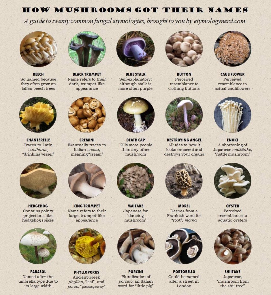 Visual : Mushroom Names - Infographic.tv - Number one infographics ...