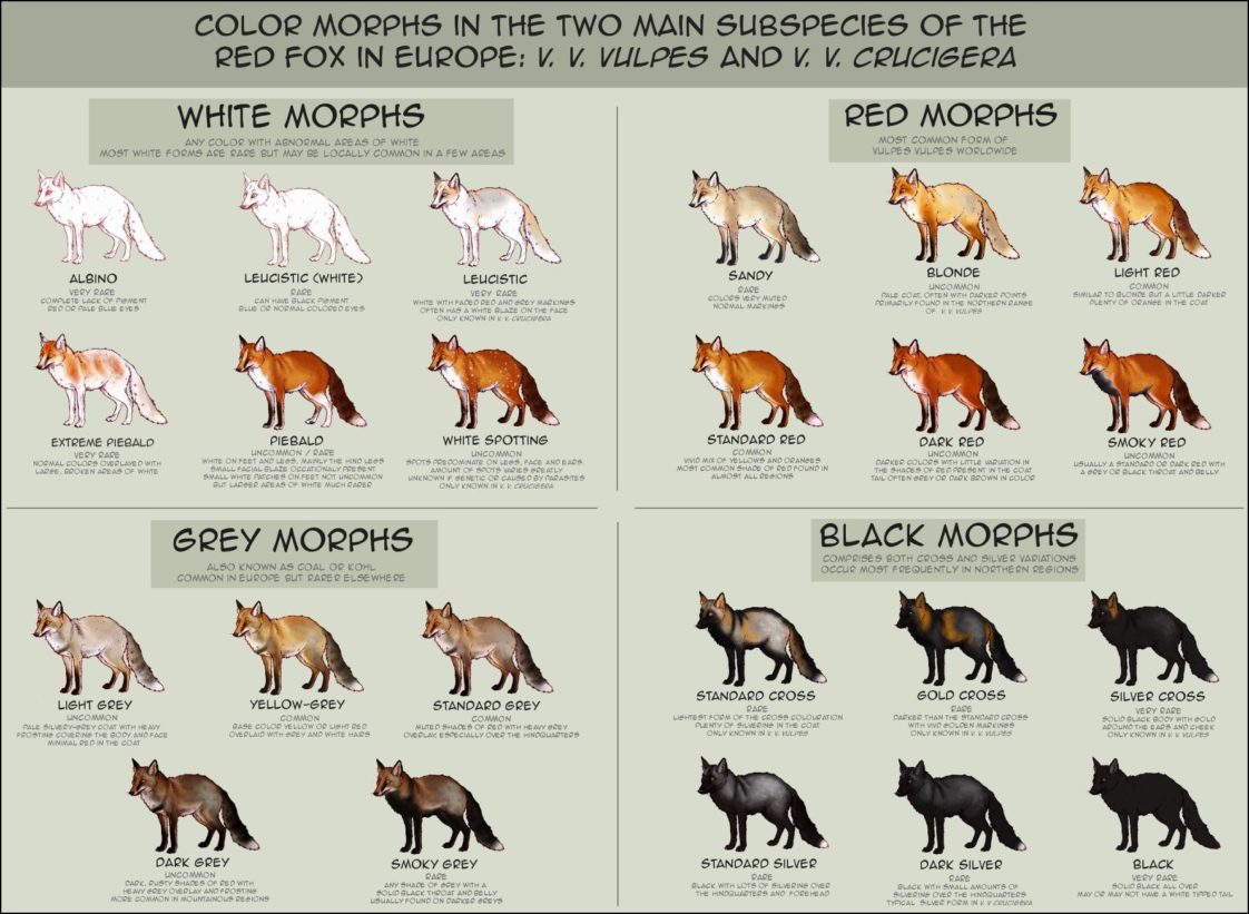 Infographic : Color Morphs in European Foxes [crosspost from r/foxes