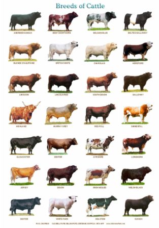 Visual : Breeds of Cattle - Infographic.tv - Number one infographics ...