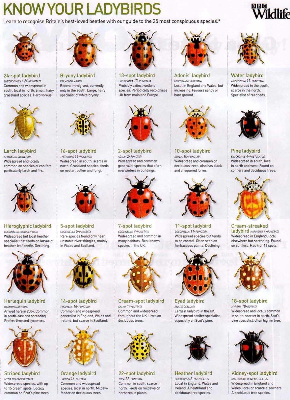 visual-from-facebook-lady-bug-guide-infographic-tv-number-one