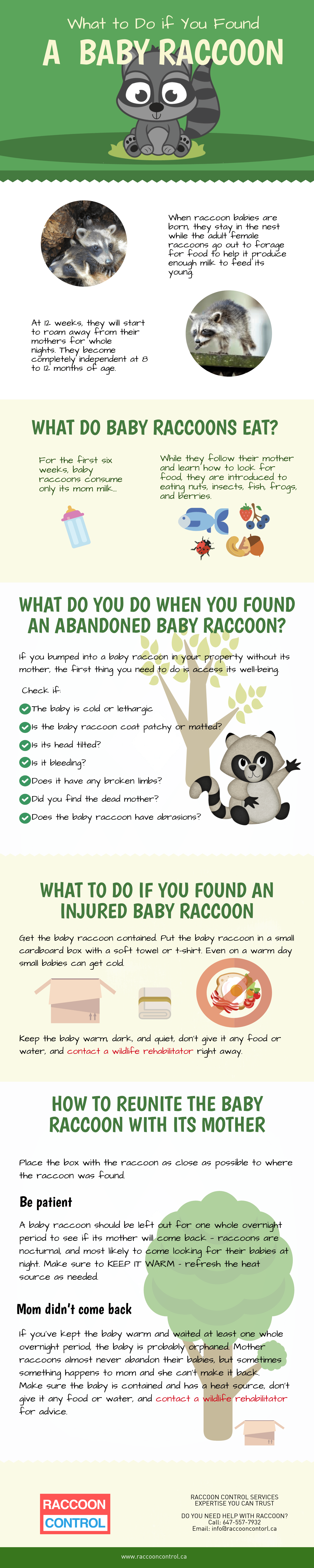 What to do if you found a baby racoon