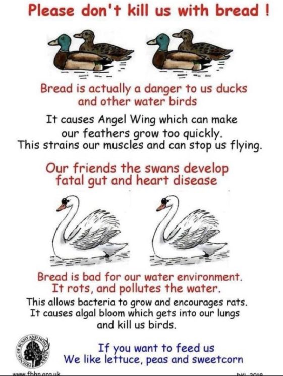 Visual Don’t feed bread to birds Infographic.tv Number one infographics & data Data