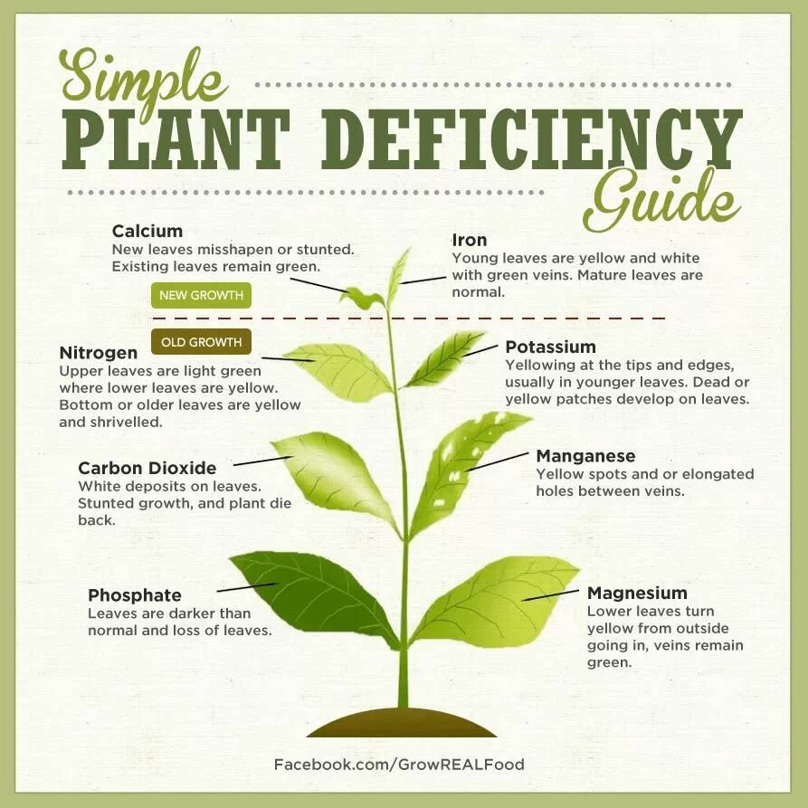 Visual : Helpful plant guide - Infographic.tv - Number one infographics ...