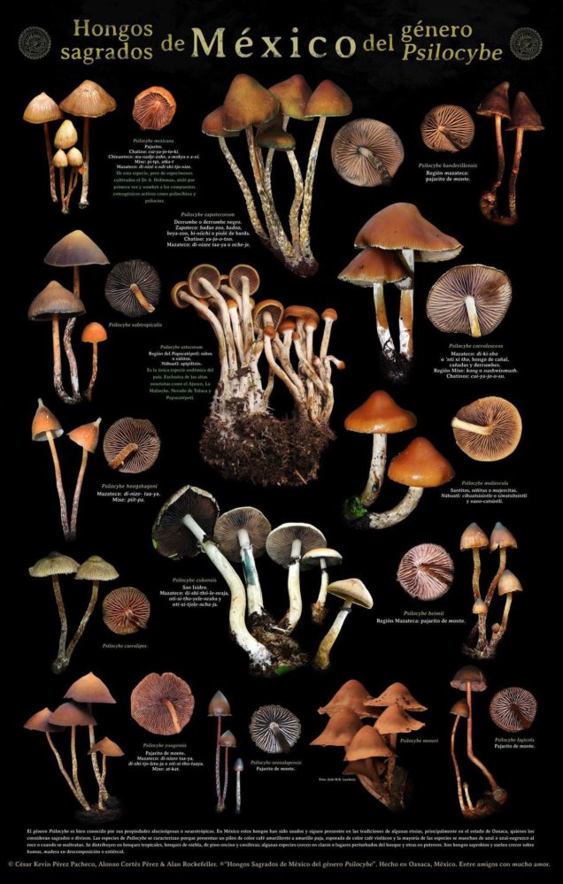 Visual : Magic mushrooms of Mexico. Psilocybe genre. - Infographic.tv ...