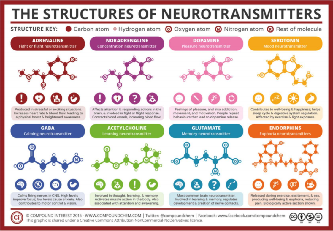 Visual : The Neurotransmitters In Our Brain - Infographic.tv - Number ...