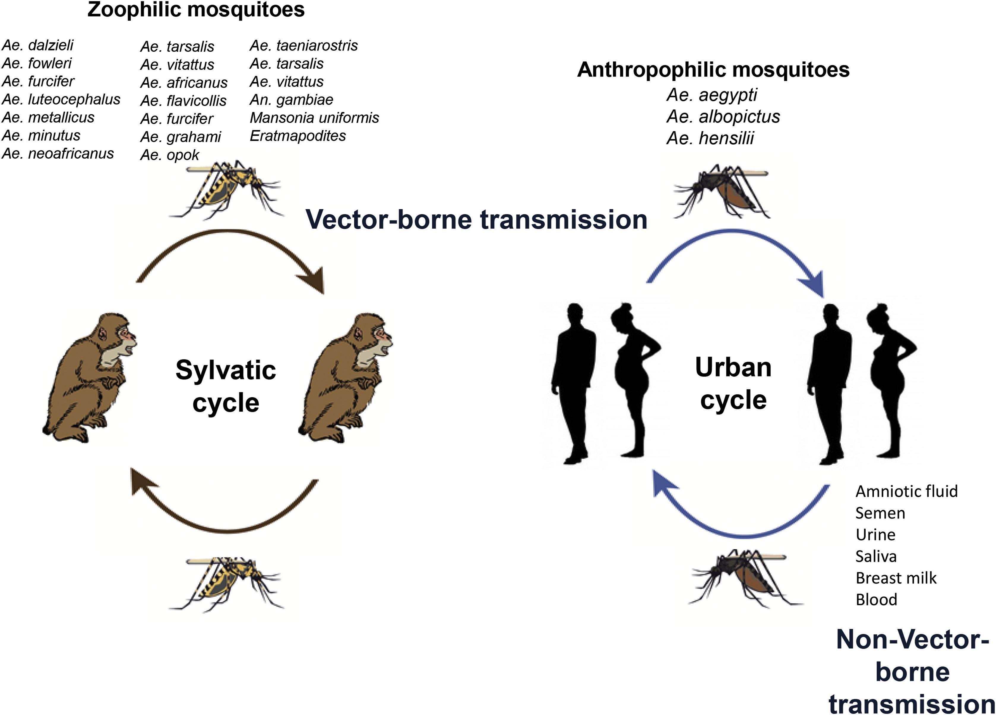 Infographic : Mosquito vectors of Zika virus. - Infographic.tv - Number