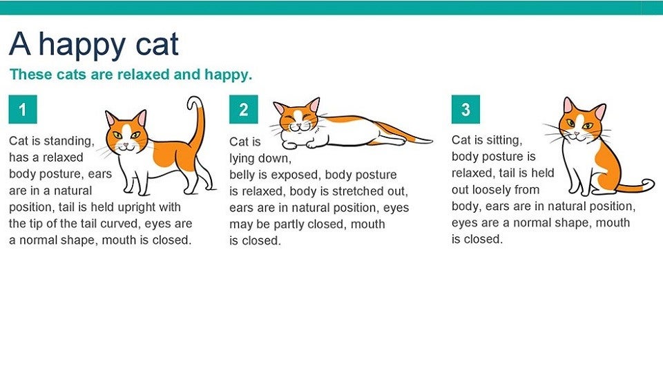 Поведение кошки перед. Поведение кошек. Cat body language. Язык тела котят. Cat understands.