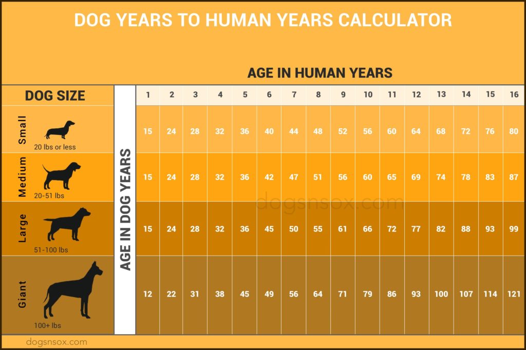 infographic-dog-years-to-human-years-explained-infographic-tv-number-one-infographics