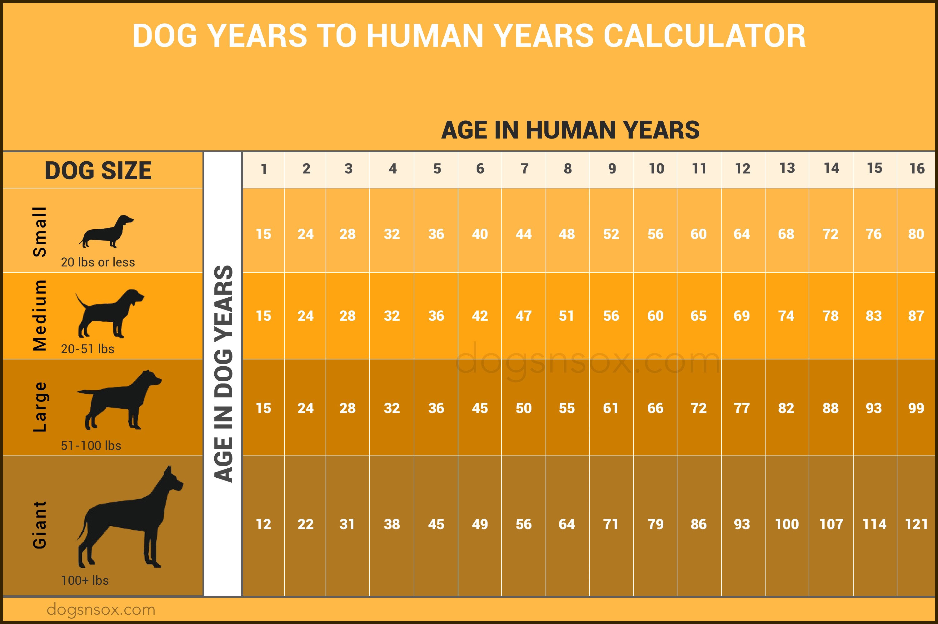 human years to dog years
