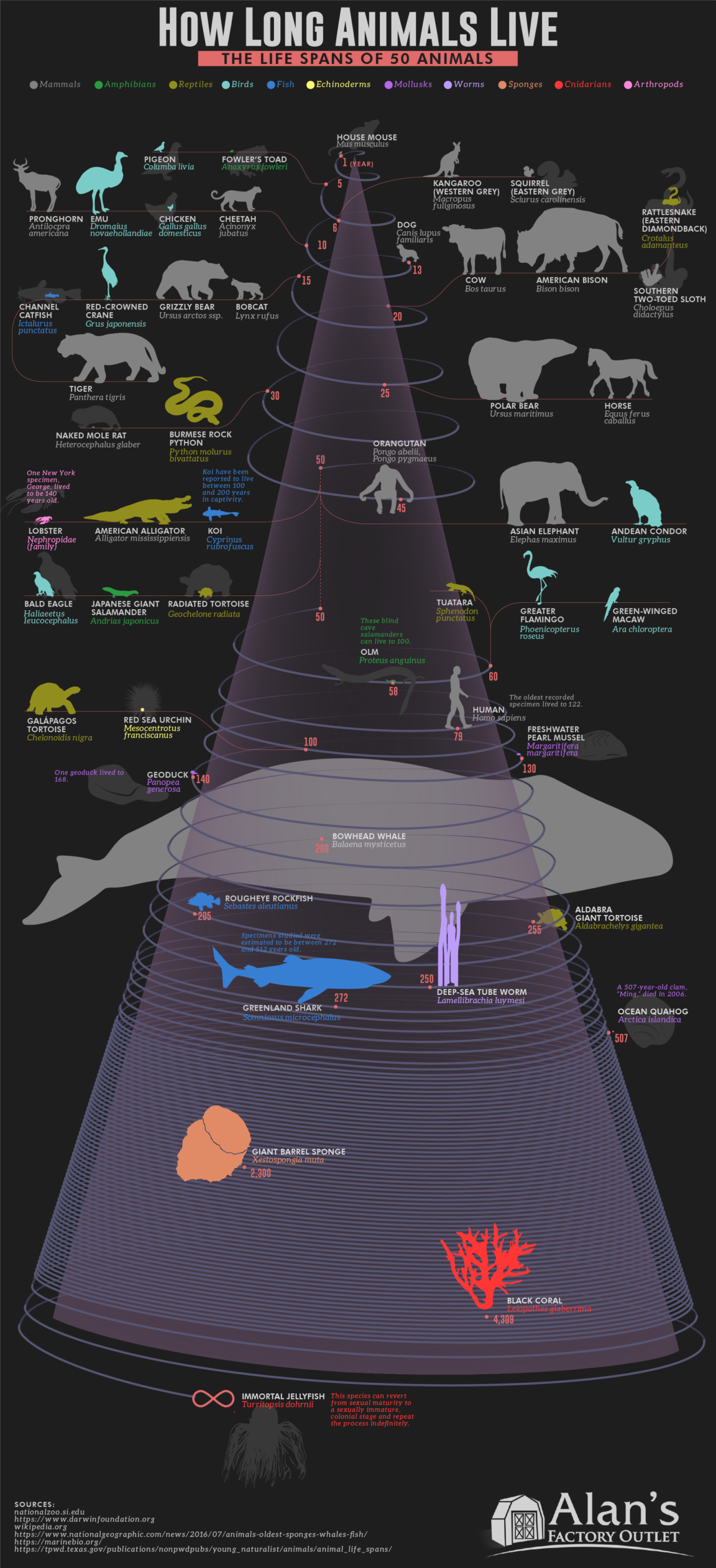 Infographic How Long Animals Live The Life Spans of 50 Animals