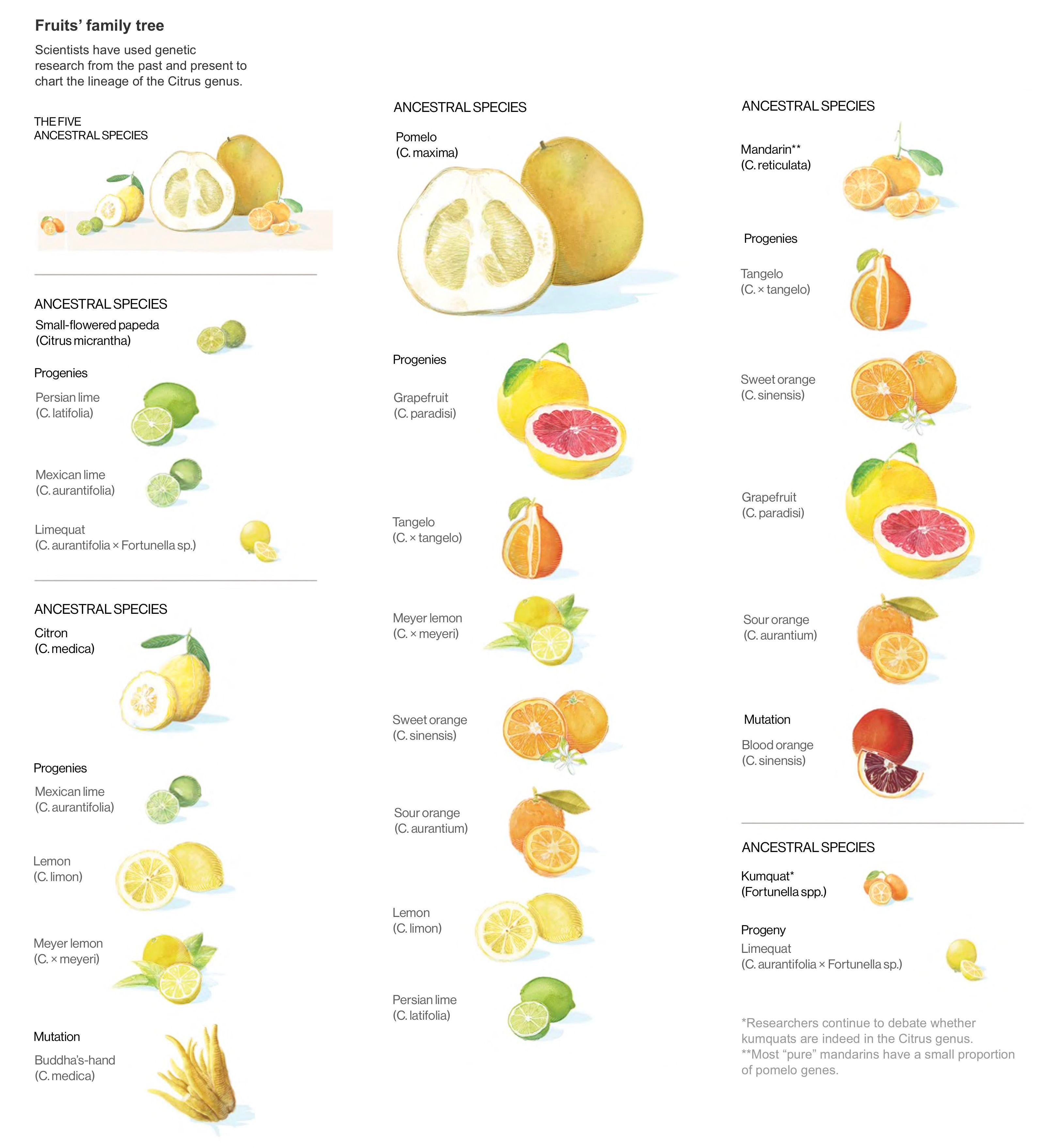 Infographic The five ancestral species of citrus fruits (papeda