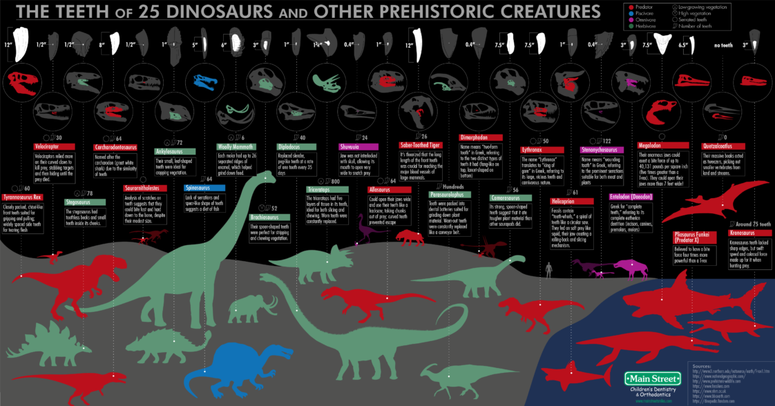 Infographic A Guide To The Teeth Of 25 Dinosaurs And Other   Infographic A Guide To The Teeth Of 25 Dinosaurs 1122x588 