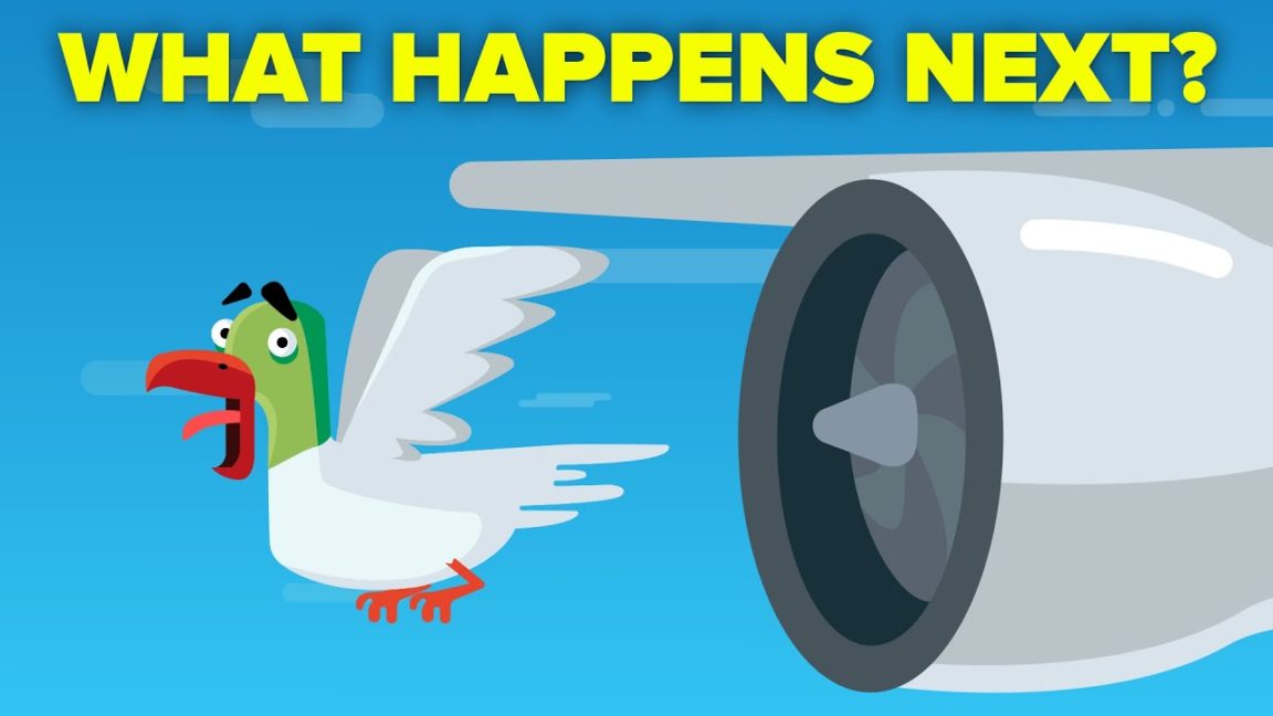 Video Infographic What Happens When a Bird Hits a Plane Engine