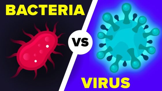 Video Infographic : Virus vs Bacteria, What's Actually the Difference